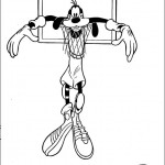 dingo12
