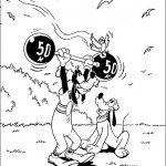 dingo17